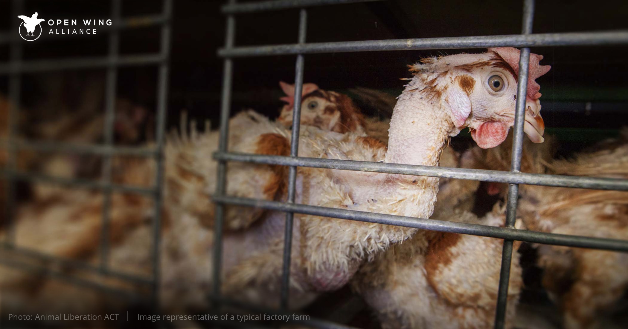 Gallinas en jaulas en batería